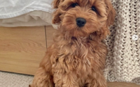 toy cavoodles for sale in Sydney
